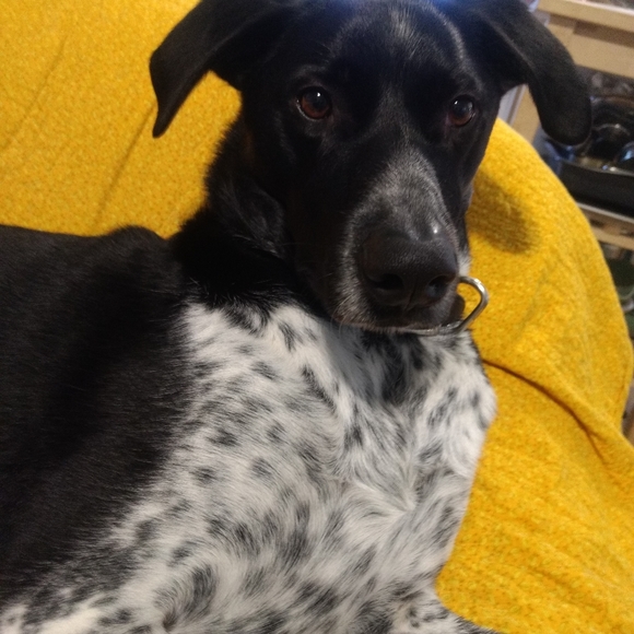 Meet your Posher, Bryan - Picture 1 of 1